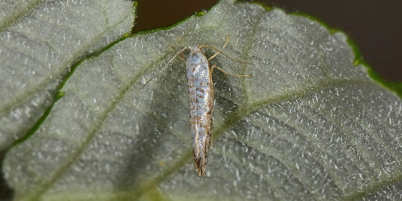 Argyresthiidae? S, cfr. Argyresthia retinella